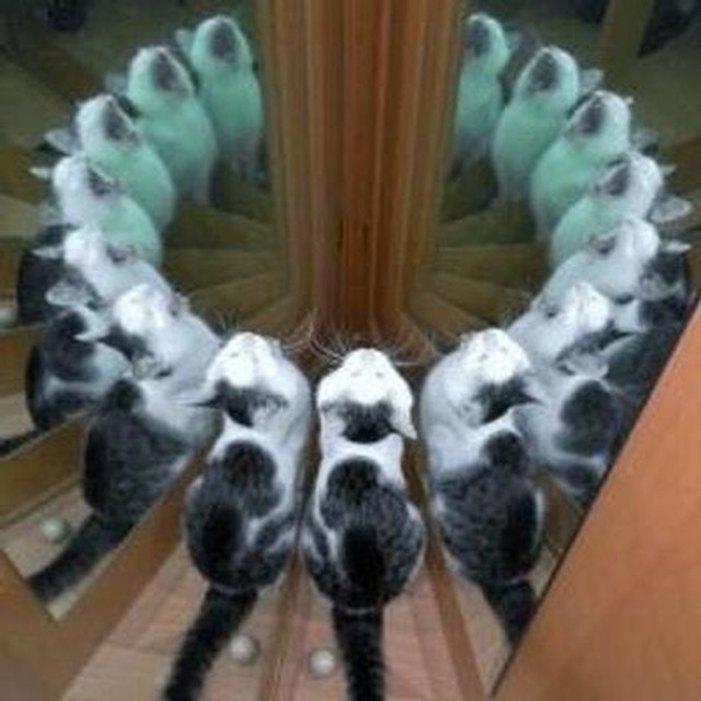 follyflly