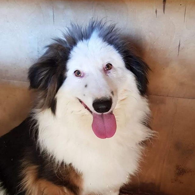 Приют Некрасовка 101_hvostik