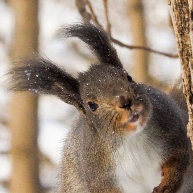 Дальневосточные белочки - Far East squirrels