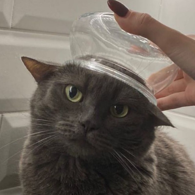 кошкин дом ?