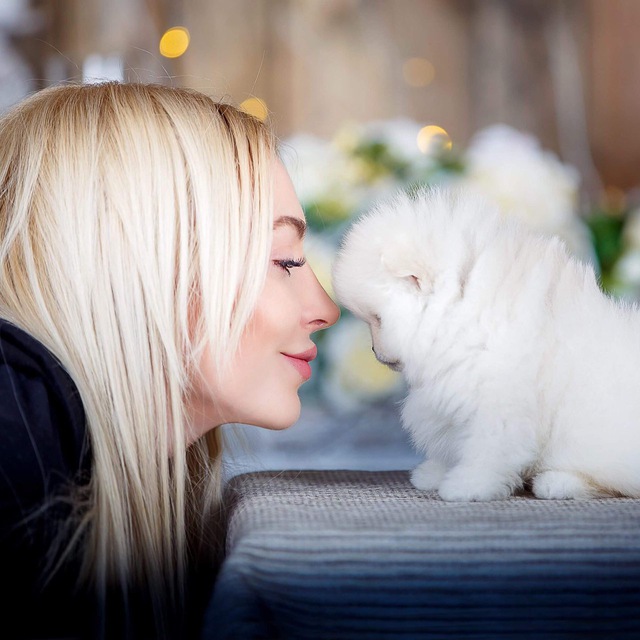Pomeranian Puppy