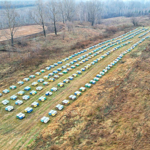 КФХ Алтайские пасеки Плюты?