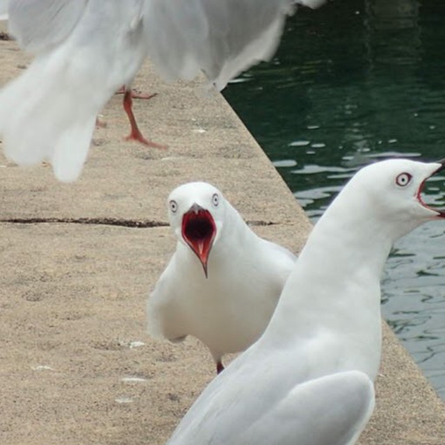 Арктические чайки