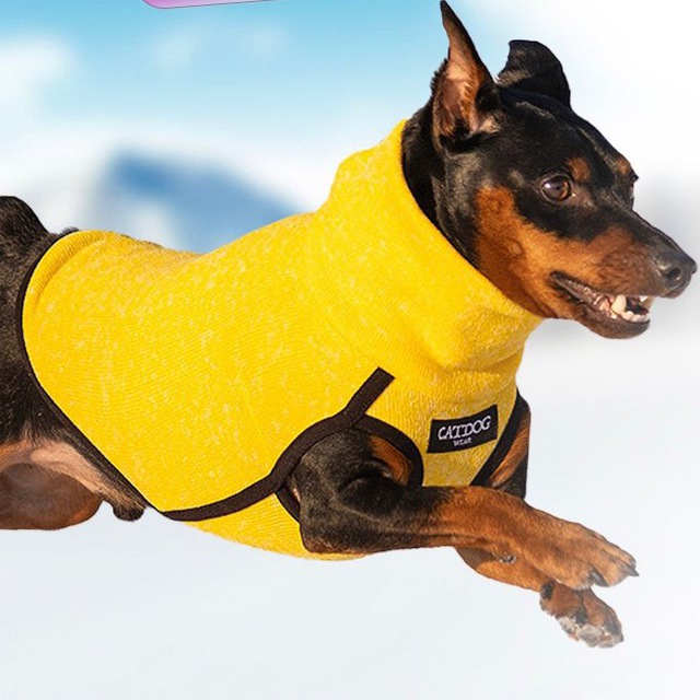 CATDOG wear - одежда для собак / цвергпинчер