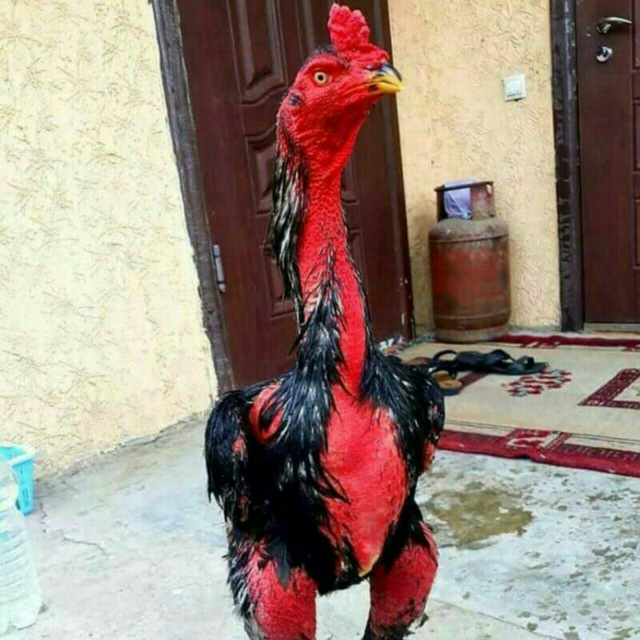 《♤ХУРОЗ ЖАНГЛАРИ♤》