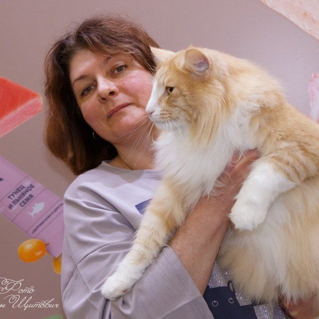 Лисьи носы. Питомник норвежских лесных кошек.