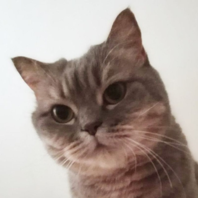 В мире животных??