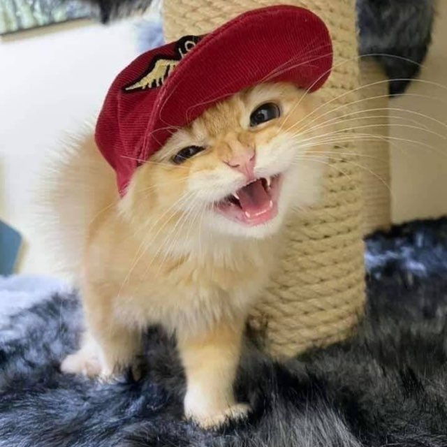 шима