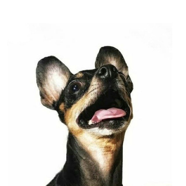 ToyTerrierClub?