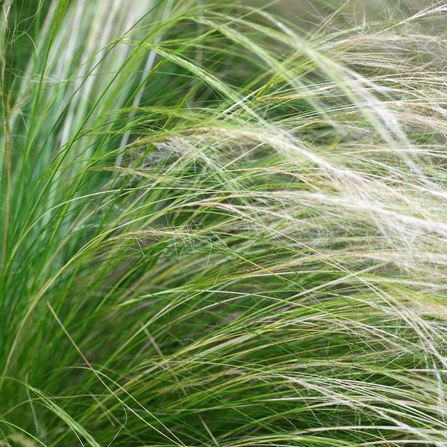 ⲧⲣⲀⲃяⲏⲟύ ⲅⲀⲣⲉⲙ?