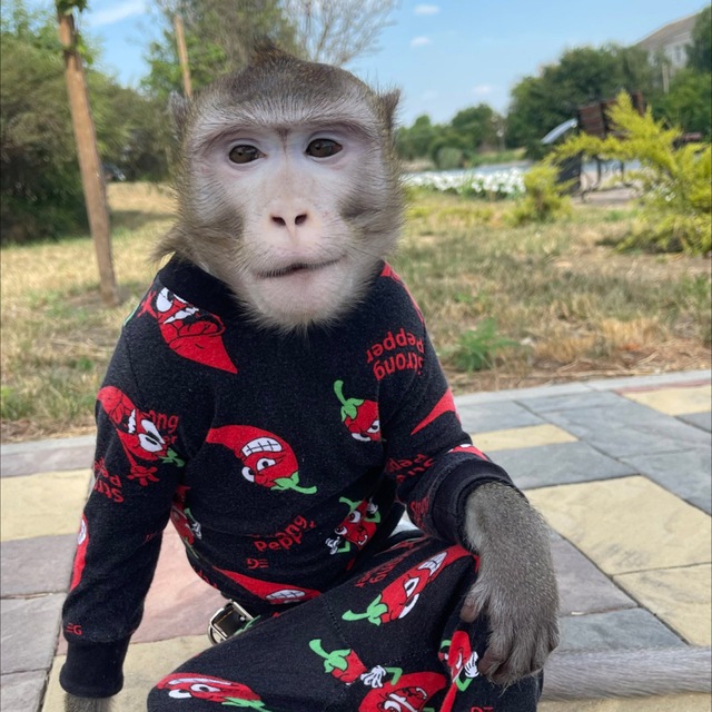 ЯХА СУЕТОЛОГ