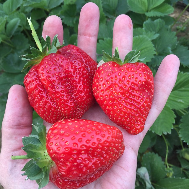 FruitNews